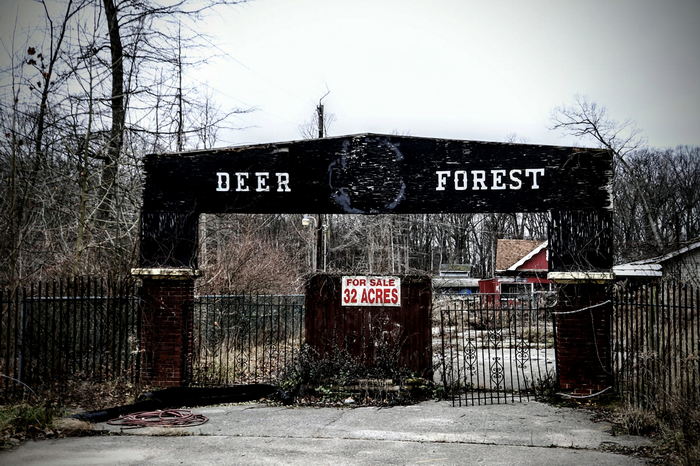 Deer Forest - January 2024 Photo From Dan Keeley (newer photo)